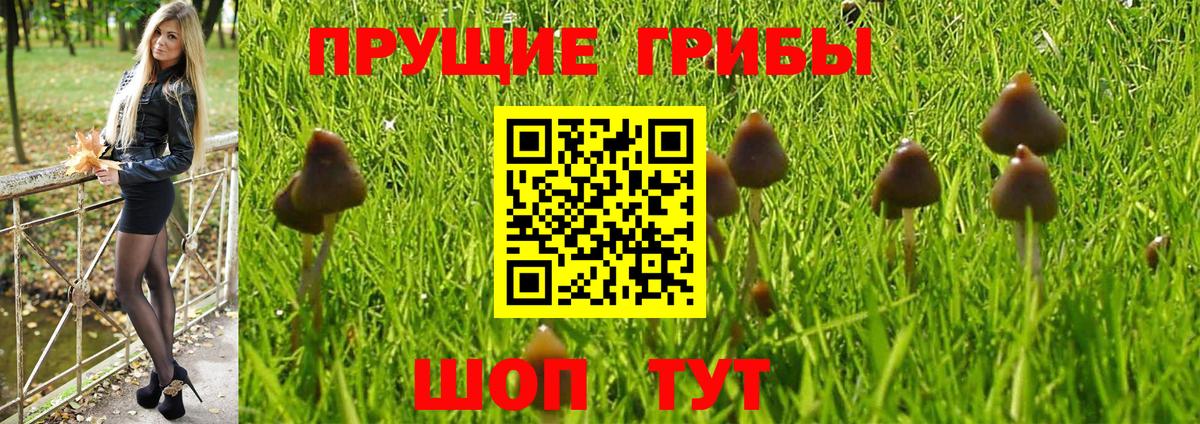 Галлюциногенные грибы прущие грибы  Вход с VPN  Сокол  Псилоцибиновые грибы прущие грибы 