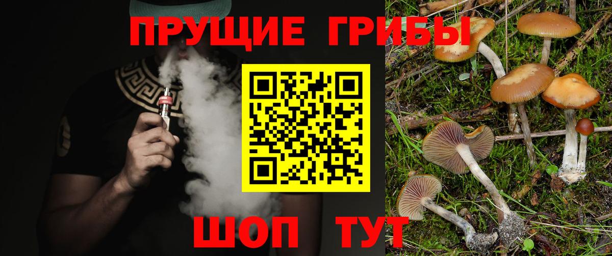 Псилоцибиновые грибы мицелий Сокол